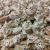 mes meringues
